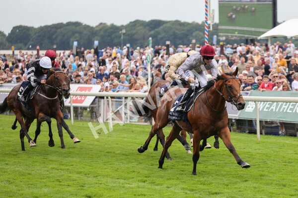 yr20082021r3-16 - Race 3 3.00pm Al Basti Equiworld Dubai Gimcrack Stakes