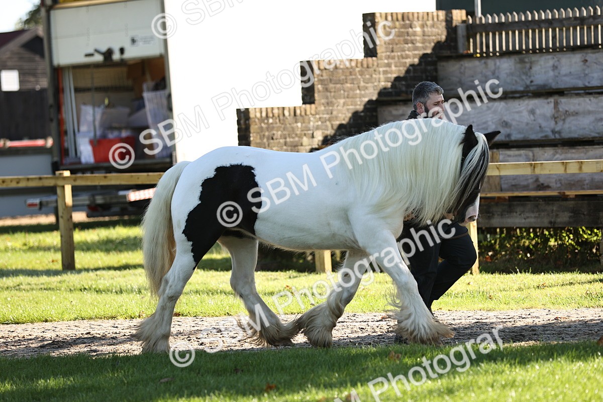 SBM_15858 - S1 - TSR in Hand Horse & Pony Showing