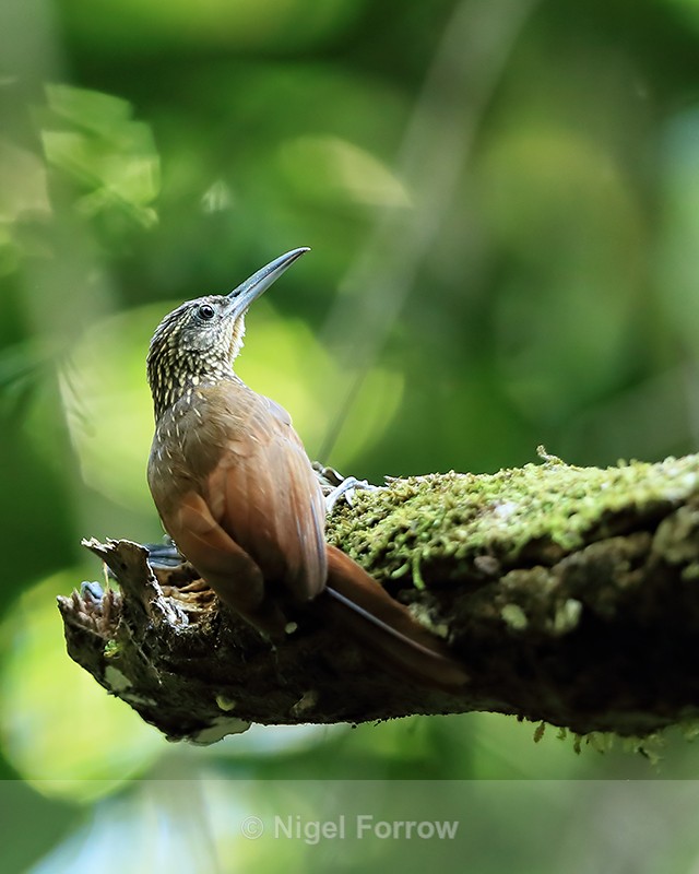 Cocoa Woodcreeper perched, Costa Rica - Cocoa Woodcreeper