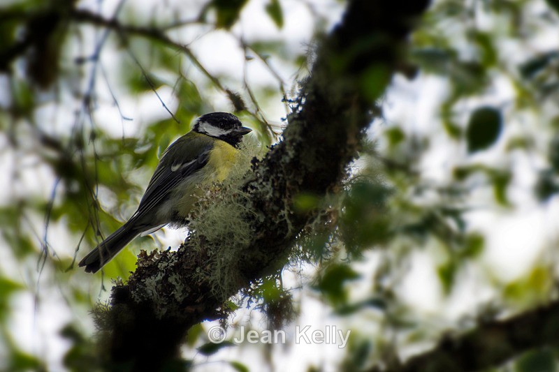 Great Tit - DSC_8470 - Birds