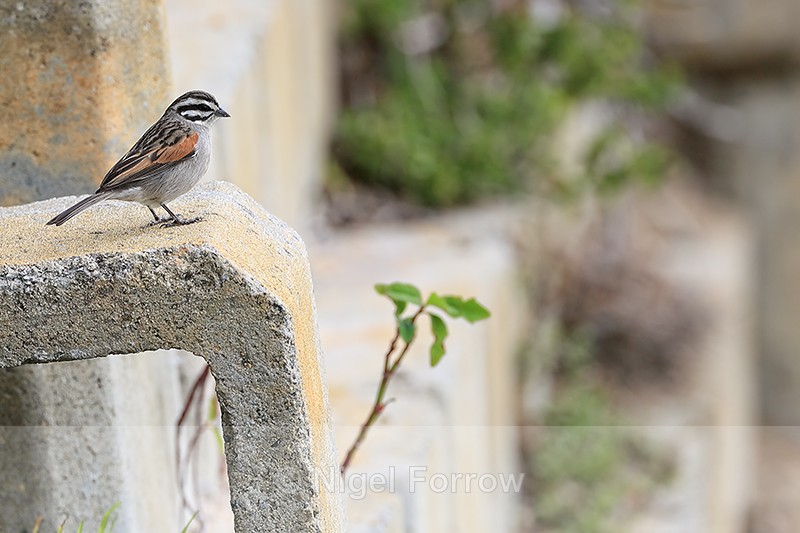 Cape Bunting perched, Simon's Town, South Africa - Cape Bunting