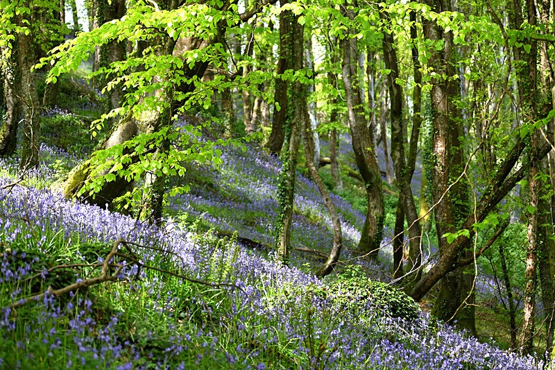 Bluebells near Looe in Cornwall - Bluebells