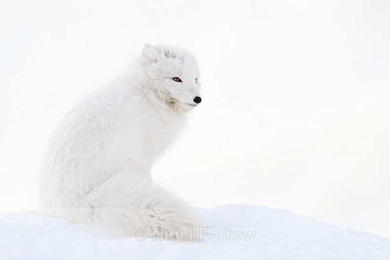 White Arctic Fox sitting, Svalbard, Norway - Arctic Fox