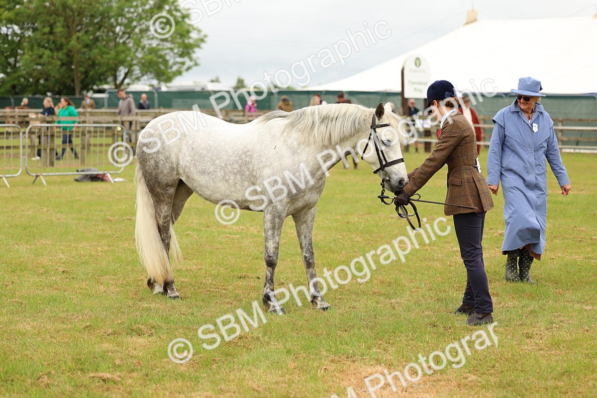SBM_04205 - Class 64-67 - Shetland Pony In Hand