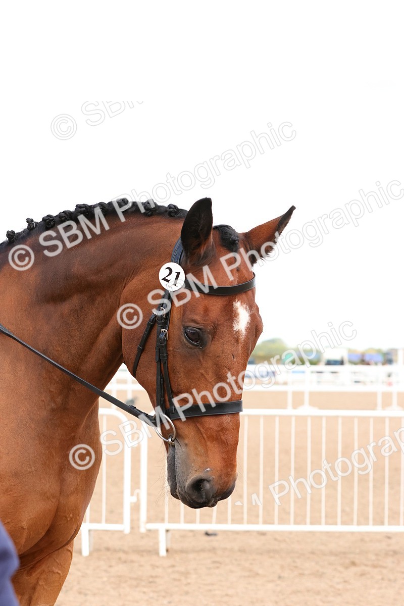 SBM_13559 - Class 212 - Ridden Hunter  - Large