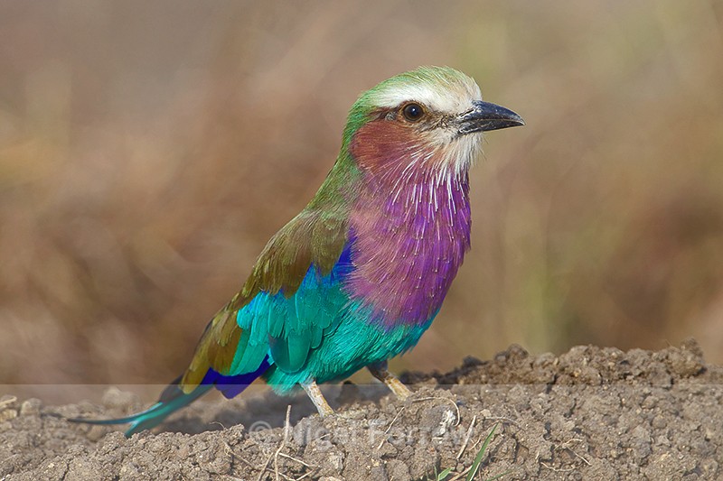Lilac-breasted Roller perched on top of a mound of earth - Lilac-breasted Roller