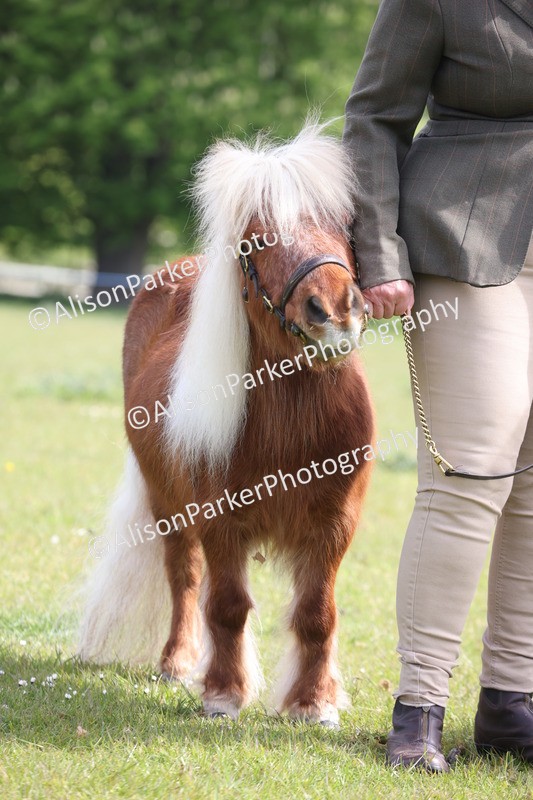20260426-3152 - Class 26 - Shetland Ponies and Minitures