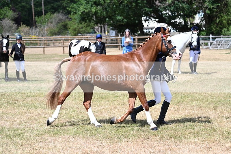 WJ7_1578 - Class 4 Prettiest Mare up to 14.2hh in hand