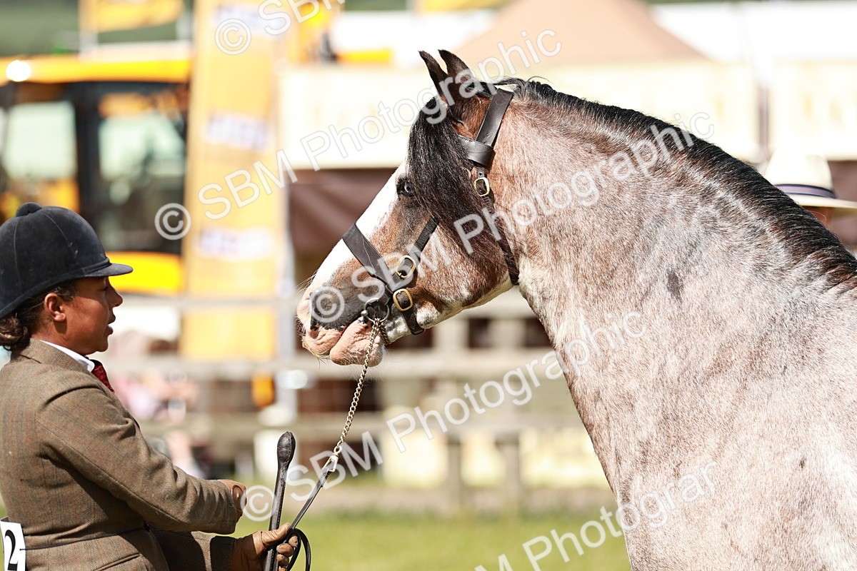 SBM_08873 - Class 63-65 - Traditional Gypsy Cobs In Hand & Ridden