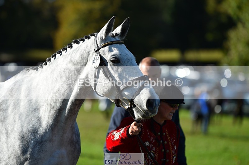 231022-105754-23626 - 411-MIDNIGHT.MOON.DANCER-Jacqueline.Cole-TrotUp+SJ