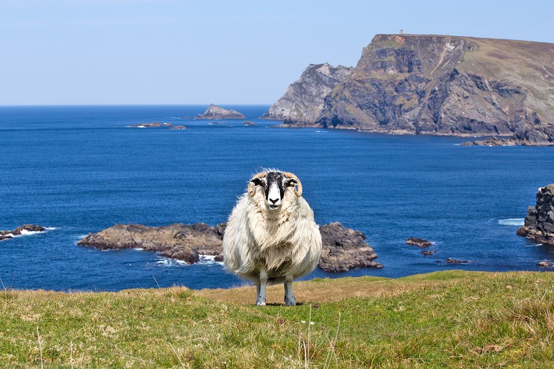 Sheep at Glen Head - Ireland by Day