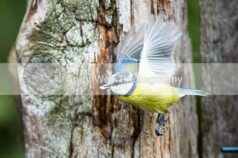 20130908-3K8A6057 - Blue Tit