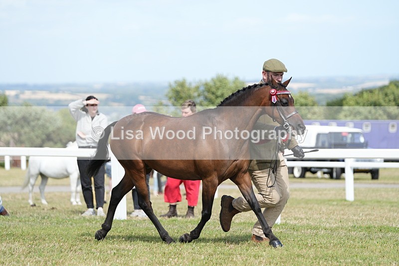 DSC07494 - Pony Breeding Championship