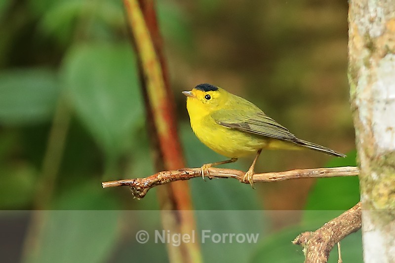 Wilson's Warbler (male), Costa Rica - Wilson's Warbler