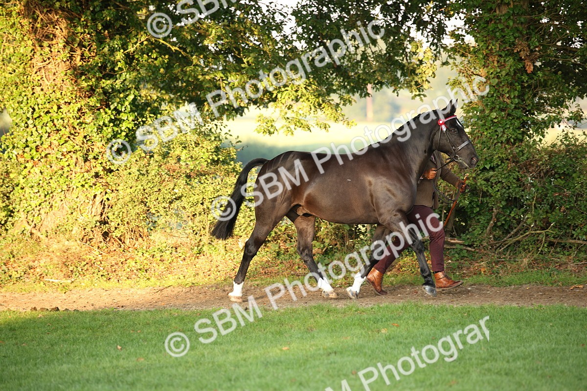 SBM_56819 - S49 - Riding Horse & Hack & Thoroughbred In Hand