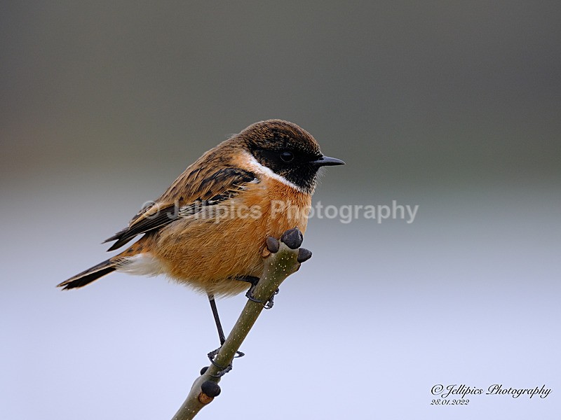  - Wildlife and Nature
