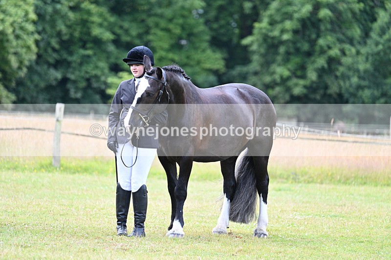 WJ7_7136 - Class 5a Most Handsome Gelding in Hand