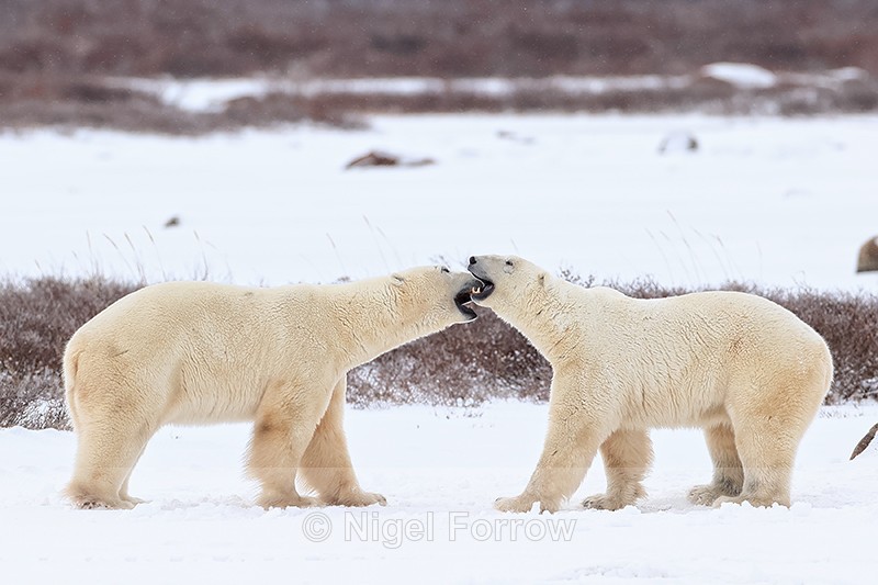 Male Polar Bears face off, Churchill, Canada - Polar Bear