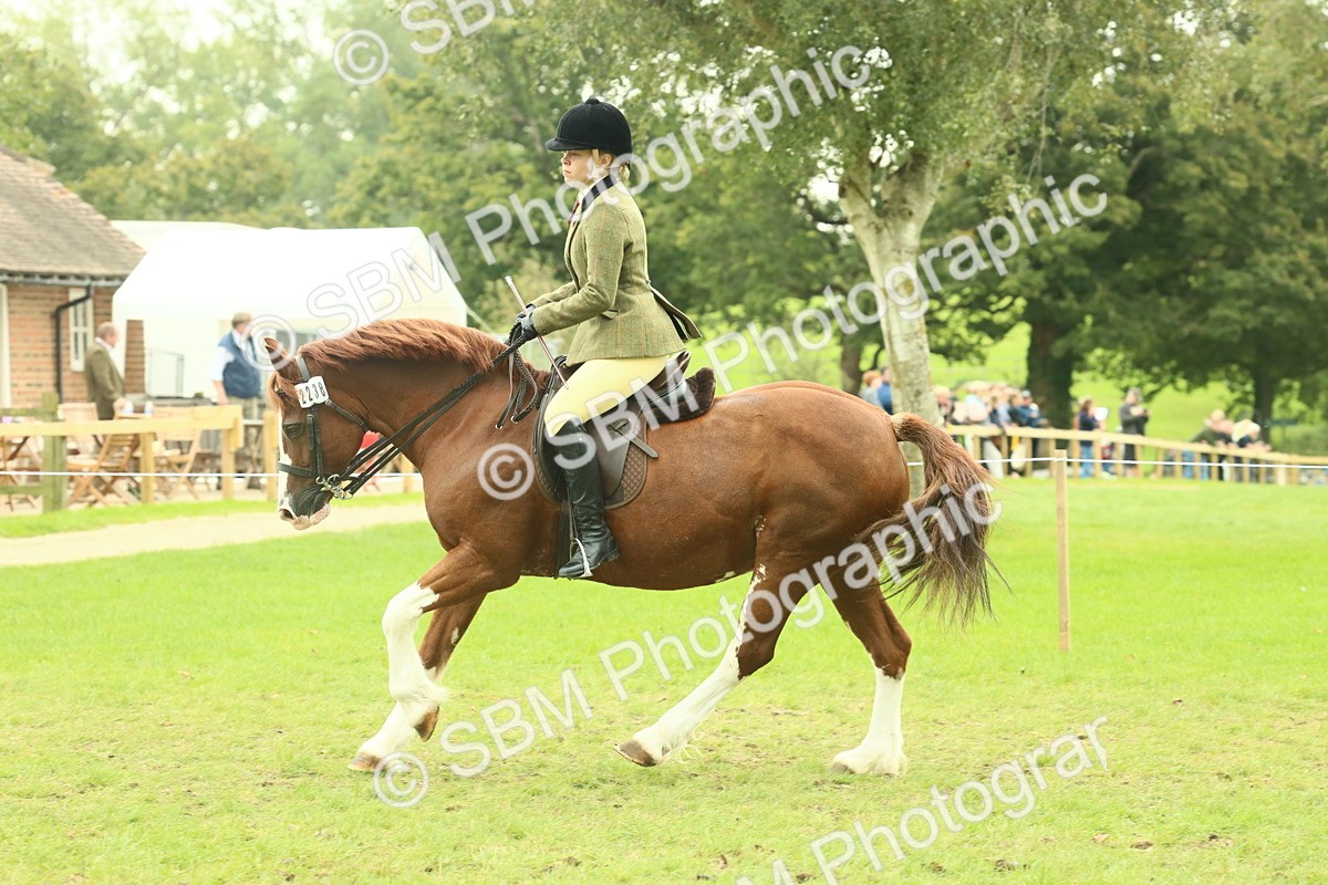 SBM_72121 - S60 - Mountain & Moorland Ridden Large Breeds
