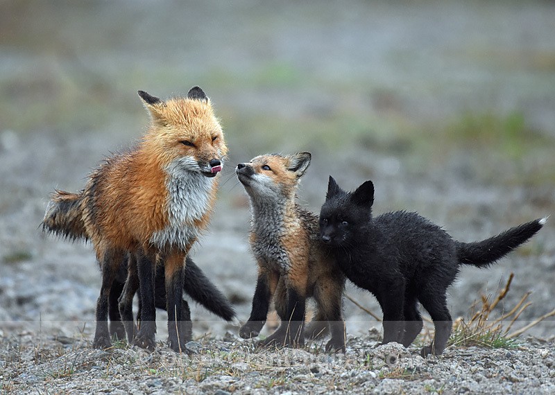 Vulpes Vulpes Vixen Kits Red Fox Silver Fox - Mammals, Reptiles & Amphibians