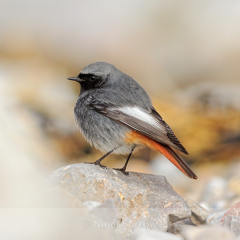 Black Redstart (male) at Brean Sands, Somerset - Black Redstart