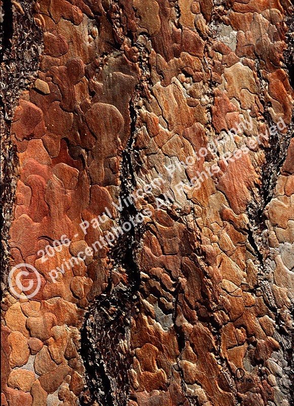 Bark Puzzle - Patterns