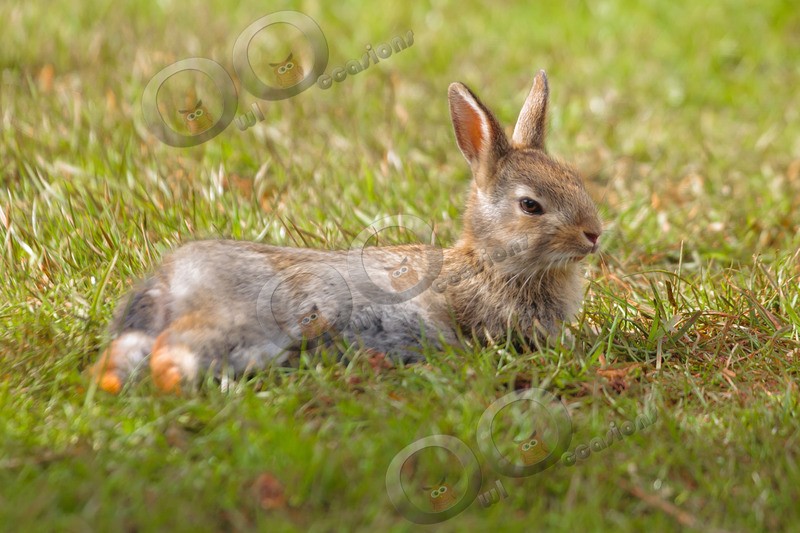 wild rabbit Oryctolagus cuniculus-121 - UK Wildlife