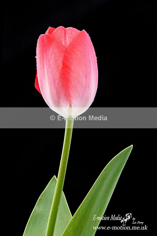 070420 -0336a - Nature