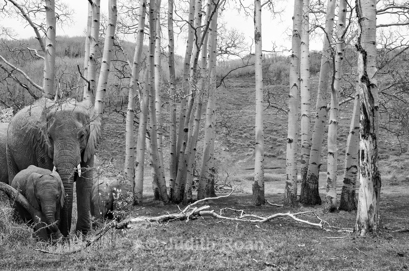 Elephants and Aspen Trees - Photo Montages