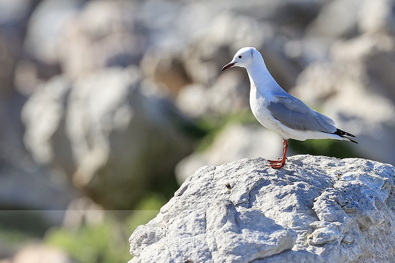 Hartlaub's Gull perched on rock, Betty's Bay, South Africa - Hartlaub's Gull