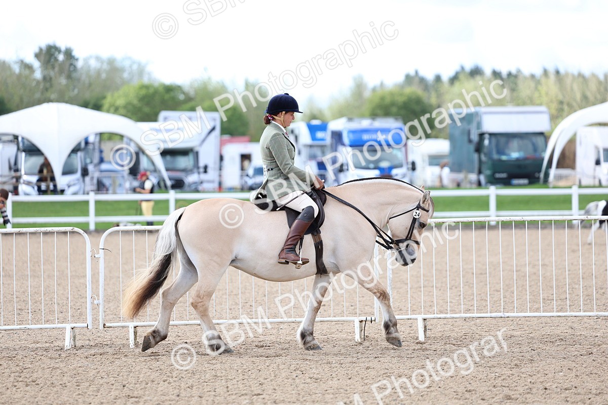 SBM_10736 - Class 305 - Ridden Foreign Breeds - Pure Bred