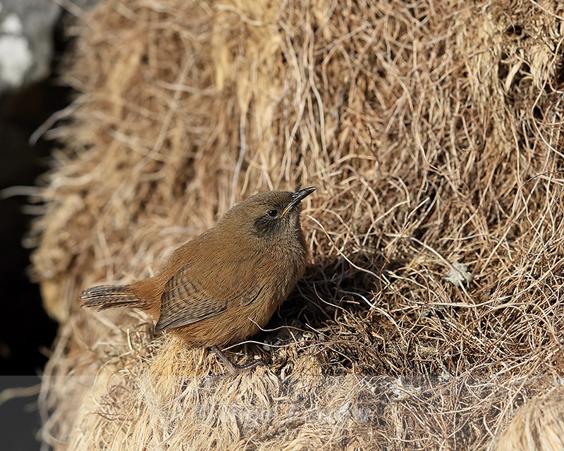 Cobb's Wren on Carcass Island, Falklands - Cobb's Wren