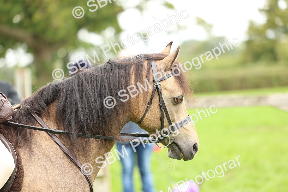 SBM_41833 - S32 - Mountain & Moorland Working Hunter Pony