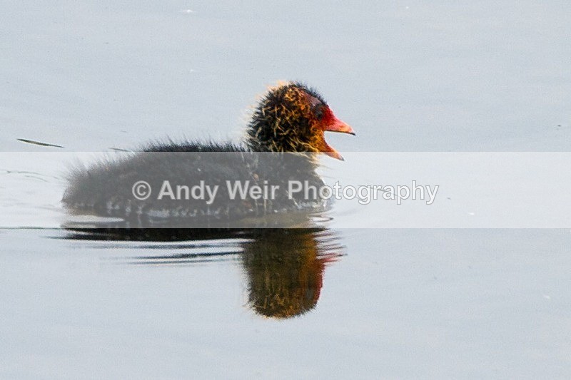 20120520-_MG_9992 - Rails & Coots