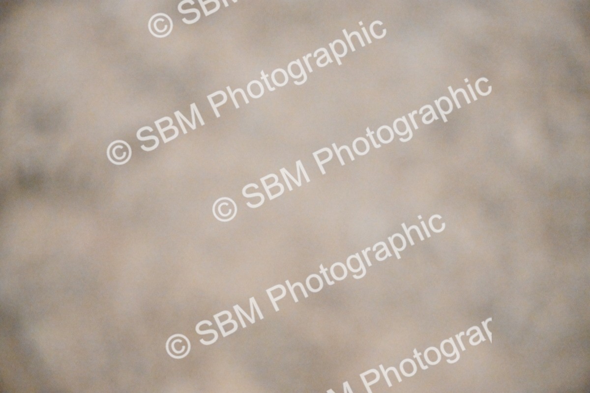 SBM_002972 - Class 37,38 - UKPSAF Performance Horse & Pony