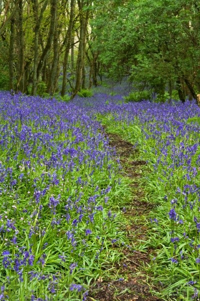 Bluebell wood (2) - General