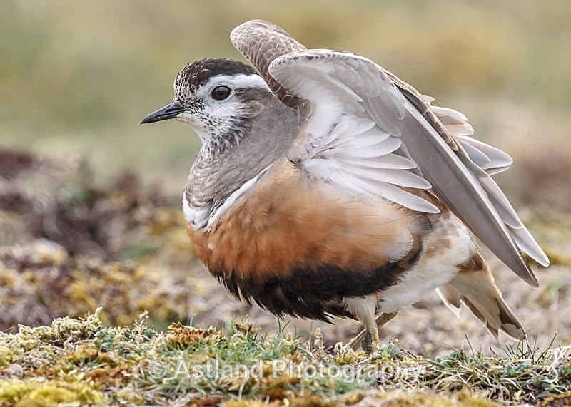 Astland Photography, Bird and Wildlife Images, Susan and Peter Wilson, U.K.