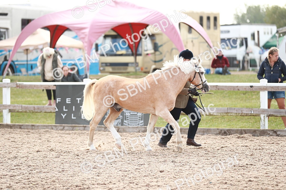 SBM_13847 - Class 209 IH Veteran Pony