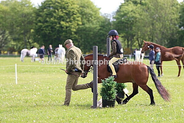 IMG_2174 - Working Hunter