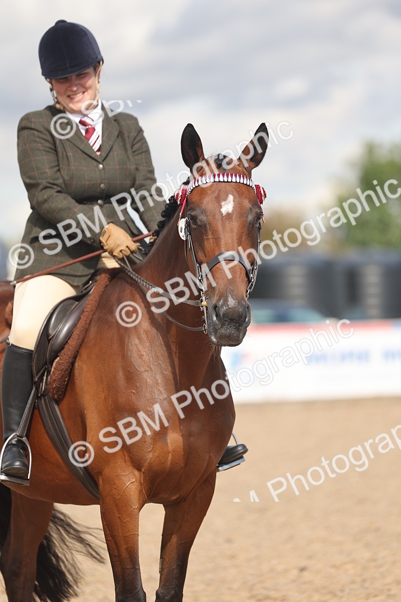 SBM_13195 - Class 306 - Ridden Foreign Breds - Part Bred