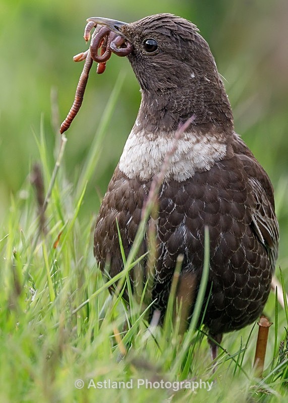 Astland Photography, Bird and Wildlife Images, Susan and Peter Wilson, U.K
