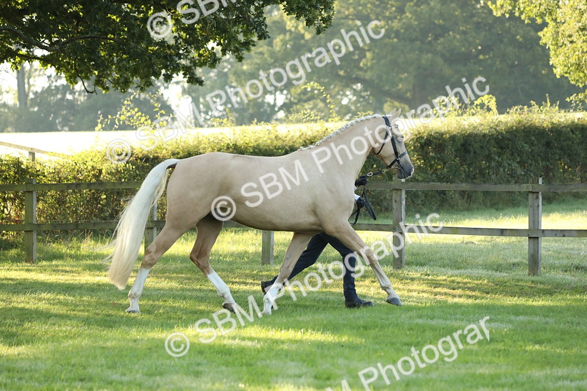 SBM_57913 - S42 - Youngstock