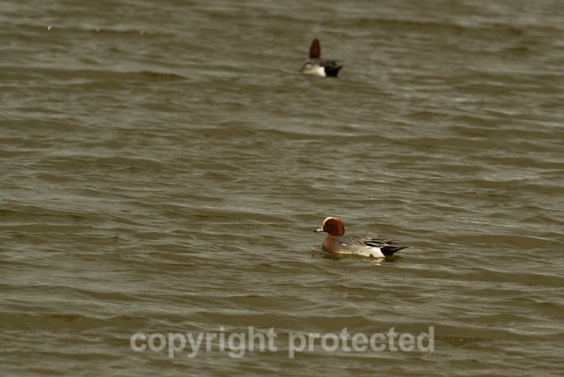 Wigeons - Gibraltar Point - Lincolnshire - Birds