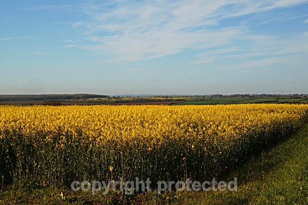 Rapeseed Field (Nottinghmshire) - England