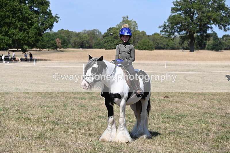 WJ6_9070 - Class 38 Ridden Riding Horse/Pony