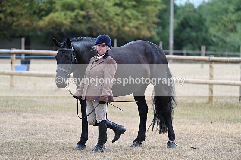WJ7_9780 - Class 5a Most Handsome Gelding (above 14.2hh)
