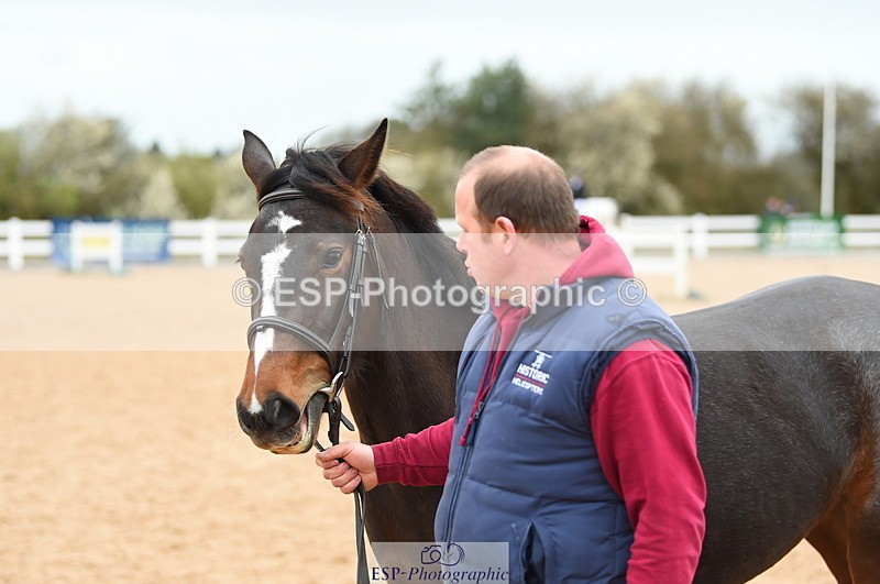 230416A-135906-04709 - Cls 46+43 In Hand Warmbloods and Foreign