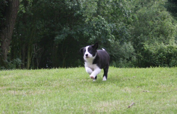6 Seven weeks old - SASHA