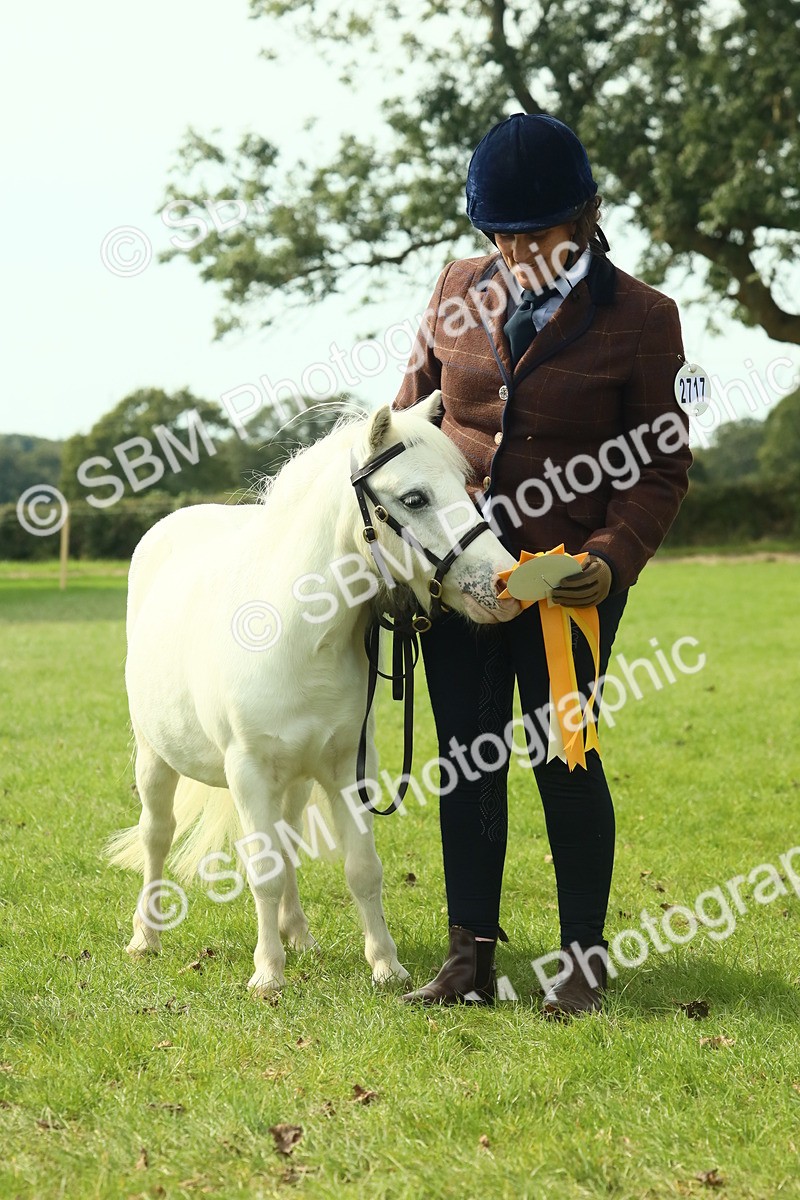 SBM_66760 - S34 - Rehabilitated Rescue Horse & Pony In Hand & Ridden