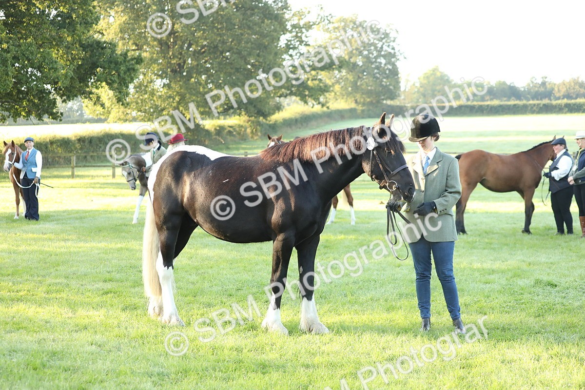 SBM_57834 - S42 - Youngstock